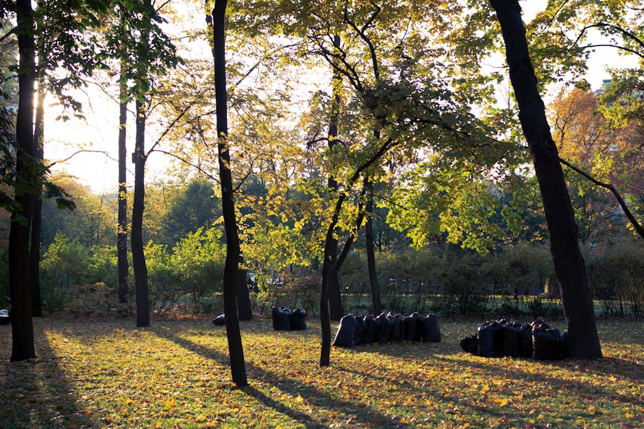 A serene park scene during late afternoon with sunlight filtering through the green and yellow foliage of tall deciduous trees, casting long shadows across the grassy ground covered with fallen leaves. Several black trash bags are neatly arranged on the ground near the trees, indicating waste collection efforts. The background features a variety of dense shrubs and trees, creating a natural, well-maintained outdoor space. The image reflects cleanliness and maintenance suitable for an event venue like Syon Park, emphasizing the importance of surface cleaning and waste management, as highlighted by Cleaner Hounslow for respectful and hygienic outdoor event organisation.